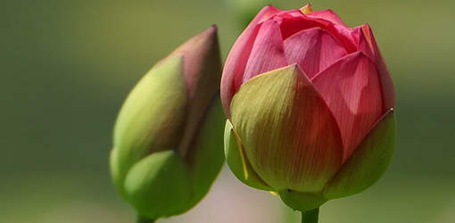 If you should stop InnoPran XL sustained-release grain capsules or include a new medicine, your doctor will progressively lower your dosage.