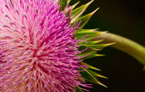 You may should start taking InnoPran XL sustained-release grain capsules again.